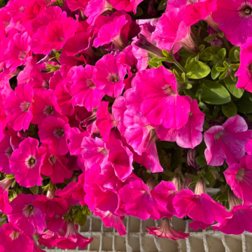 Petunia Neon Pink