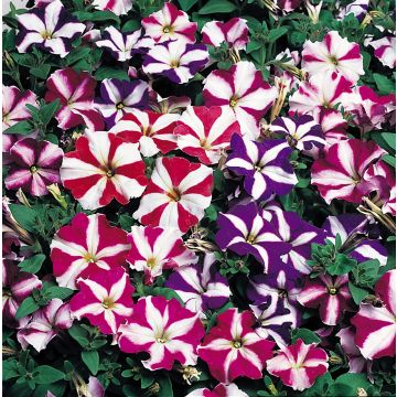 Petunia Frenzy Starburst Mixed - Pack of SIX - In Bud & Bloom