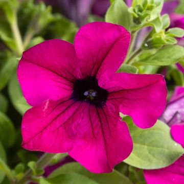 Petunia Surfinia Purple - Trailing Basket & Patio Plant
