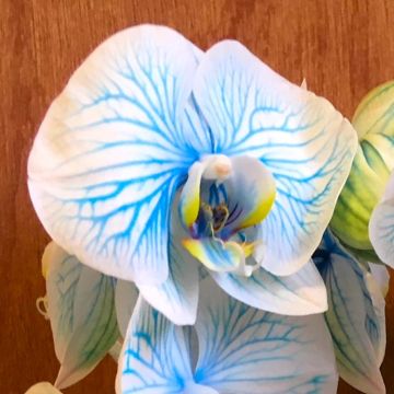 Luxury Double Stemmed Giant Flowered Delft Blue Phalaenopsis Moth Orchid