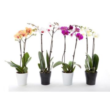 Luxury Phalaenopsis - Lucky Dip Moth Orchid