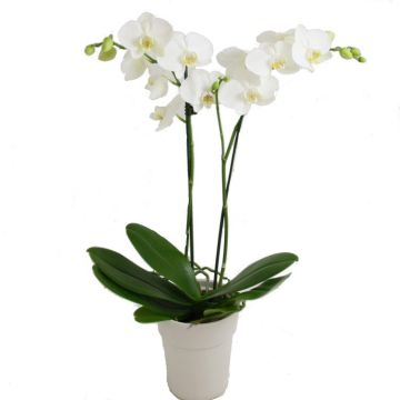 Phalaenopsis - Twin Stem White Moth Orchid - Complete with classic white display pot