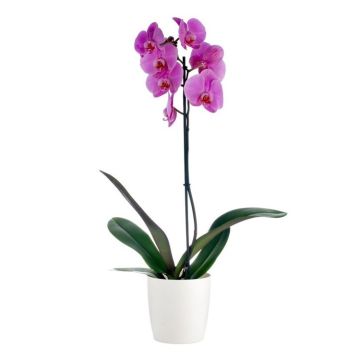 Phalaenopsis - PINK Moth Orchid with Classic White display pot