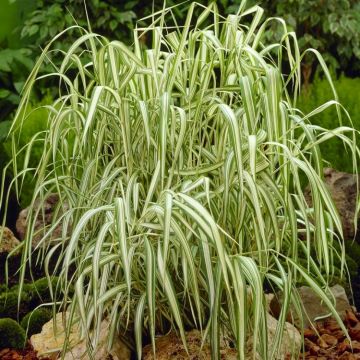 Phalaris arundinacea variegata 'Feesey' - Ribbon Grass