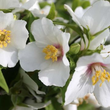 Philadelphus Belle Etoile - Mock Orange