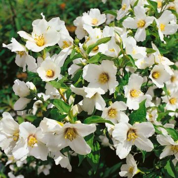 Philadelphus Lemoinei - Mock Orange Blossom