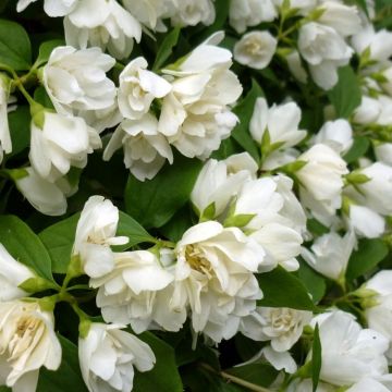 Philadelphus Manteau d'Hermine - Mock Orange