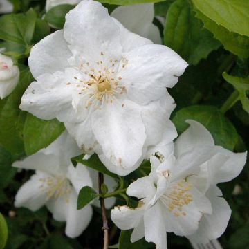 Philadelphus Natchez