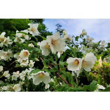 Philadelphus Sybille