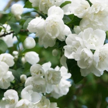 Philadelphus virginal - Mock Orange