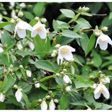 Philadelphus Mont Blanc - Mock Orange