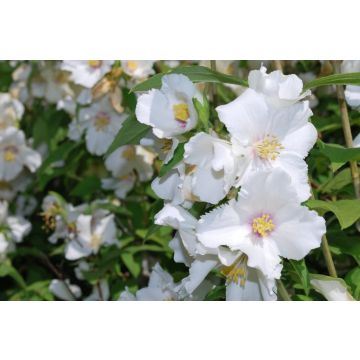 Philadelphus Beauclerk