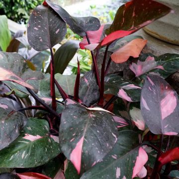 Philodendron Pink Princess - Larger Sized Plant