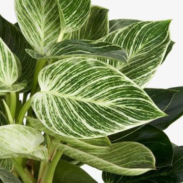 BLACK FRIDAY DEAL - Philodendron White Wave - Birkin Plant