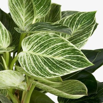 SPECIAL DEAL - Philodendron White Wave - Birkin Plant