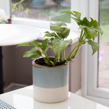 Philodendron Minima - 30cm