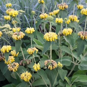 Phlomis Edward Bowles