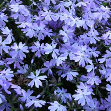 Phlox subulata 'Emerald Blue Cushion'