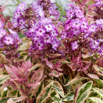 Phlox paniculata Olympus