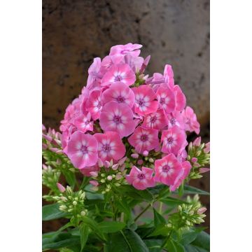 Phlox paniculata Pink Eye