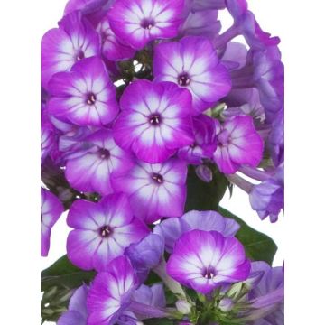 Phlox paniculata Purple Eye Flame