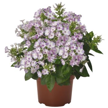 Phlox paniculata 'Lilac Star'