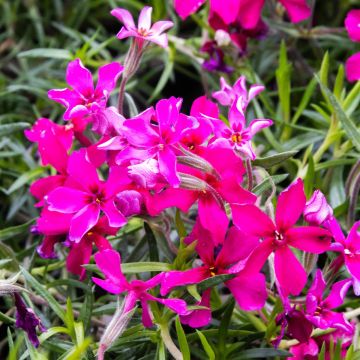 Phlox subulata Scarlet Flame