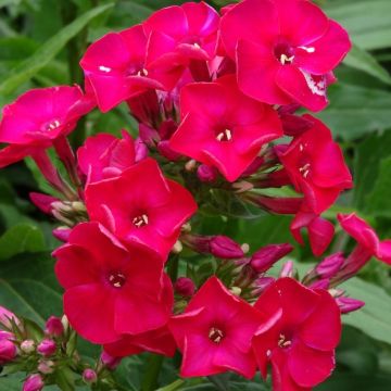 Phlox paniculata Flame Red