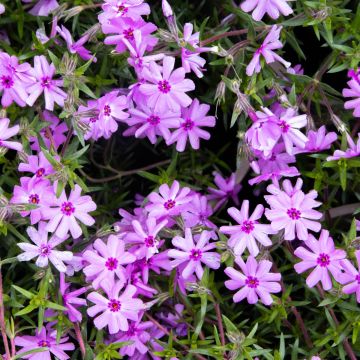Phlox subulata Fort Hill