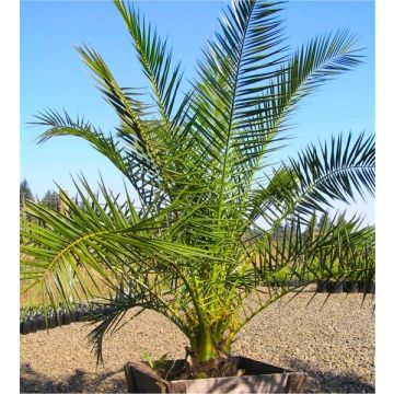 Phoenix canariensis - Canary Island Date Palm - LARGE PATIO PALM TREE circa 4-5ft tall