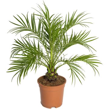 Date Palm Phoenix roebelenii - Pygmy Date Palm - circa 100cm tall