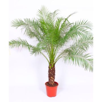 Phoenix roebelenii - XXXL Pygmy Date Palms - circa 150-180cm