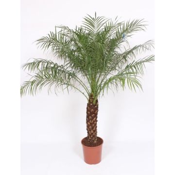 Date Palm Phoenix roebelenii - Pygmy Date Palm - circa 70-80cm