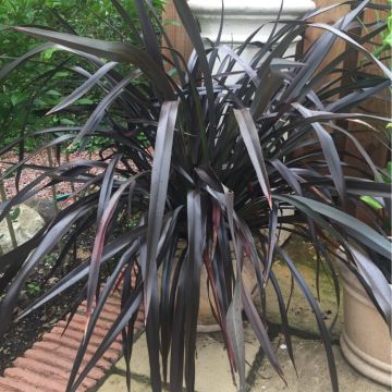 Phormium Black Velvet - New Zealand Flax