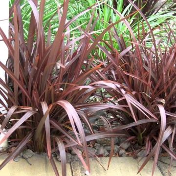 Phormium Bronze Baby - New Zealand Flax