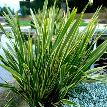 Phormium Duet - New Zealand Flax