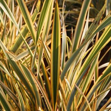 Phormium Golden Ray - New Zealand Flax