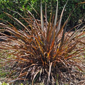 Phormium Jack Spratt - New Zealand Flax