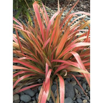 Phormium Jester