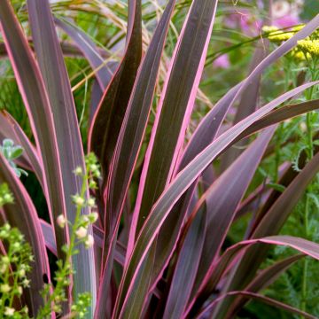 Phormium 'Pink Stripe' - Evergreen New Zealand Flax