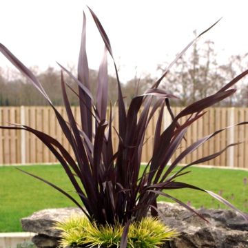 Phormium tenax purpureum - New Zealand Flax