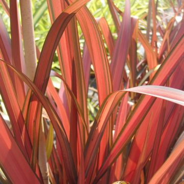 Phormium 'Maori Maiden' - New Zealand Flax - Evergreen