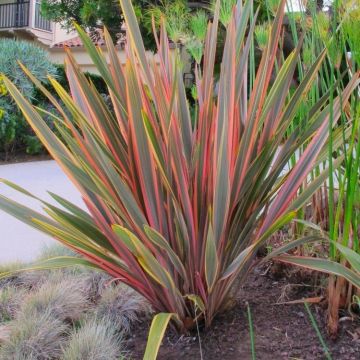 Phormium Sundowner - New Zealand Flax