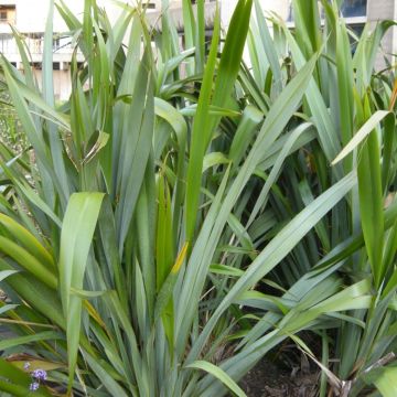 Phormium tenax - New Zealand Flax