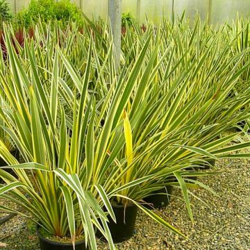 Phormium tenax variegata - New Zealand Flax - LARGE SPECIMEN - 120-150cm tall