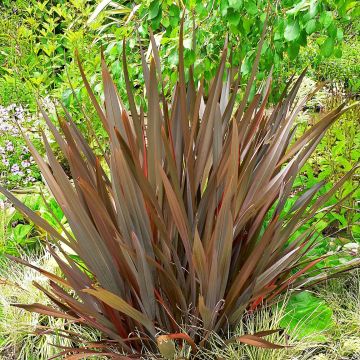 Phormium Jester