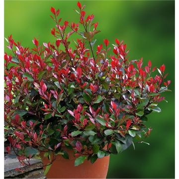 Photinia ''Little Red Robin'' - Compact Evergreen Shrub for a Dwarf Low Hedge