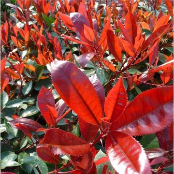 Photinia fraseri Camilivy