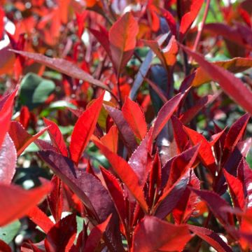 Photinia Carre Rouge - Large 