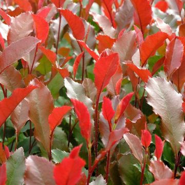 Photinia fraseri Coralina - Red Robin Shrub